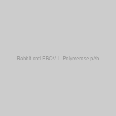 Image of Rabbit anti-EBOV L-Polymerase pAb